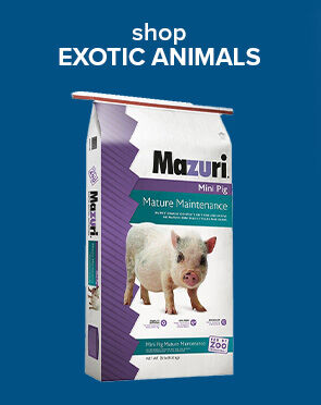 Exotic Animals